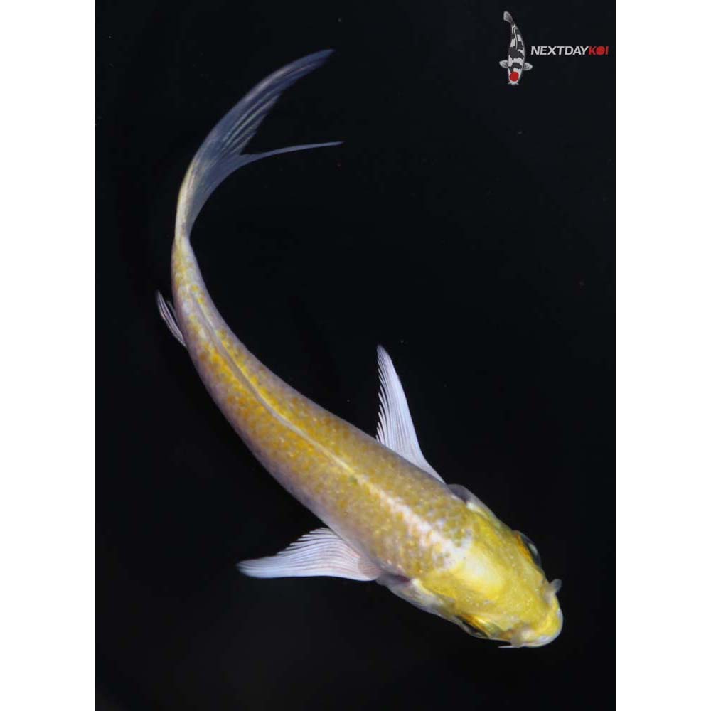 3.5” Imported Lemon Hariwake Butterfly Koi