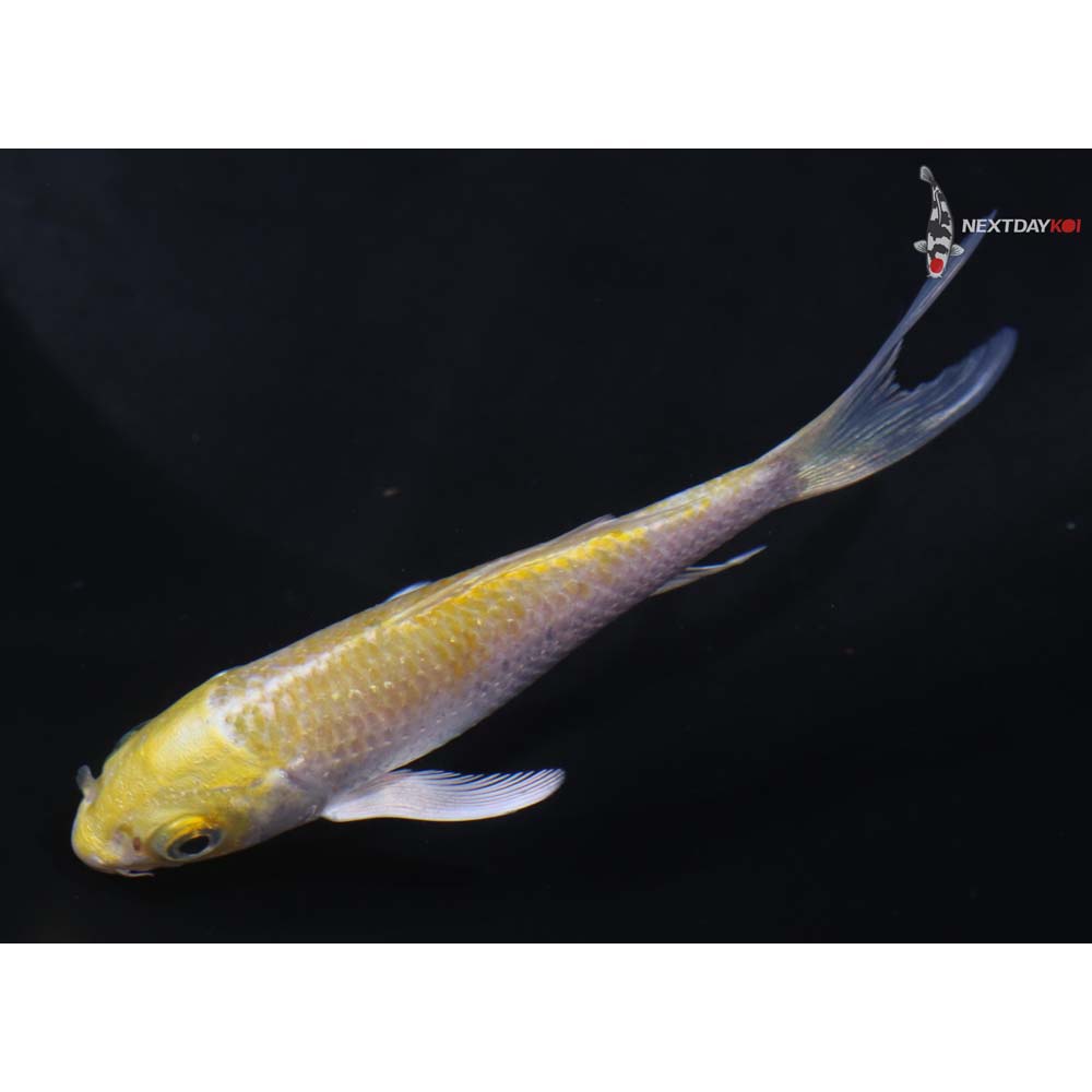 3.5” Imported Lemon Hariwake Butterfly Koi