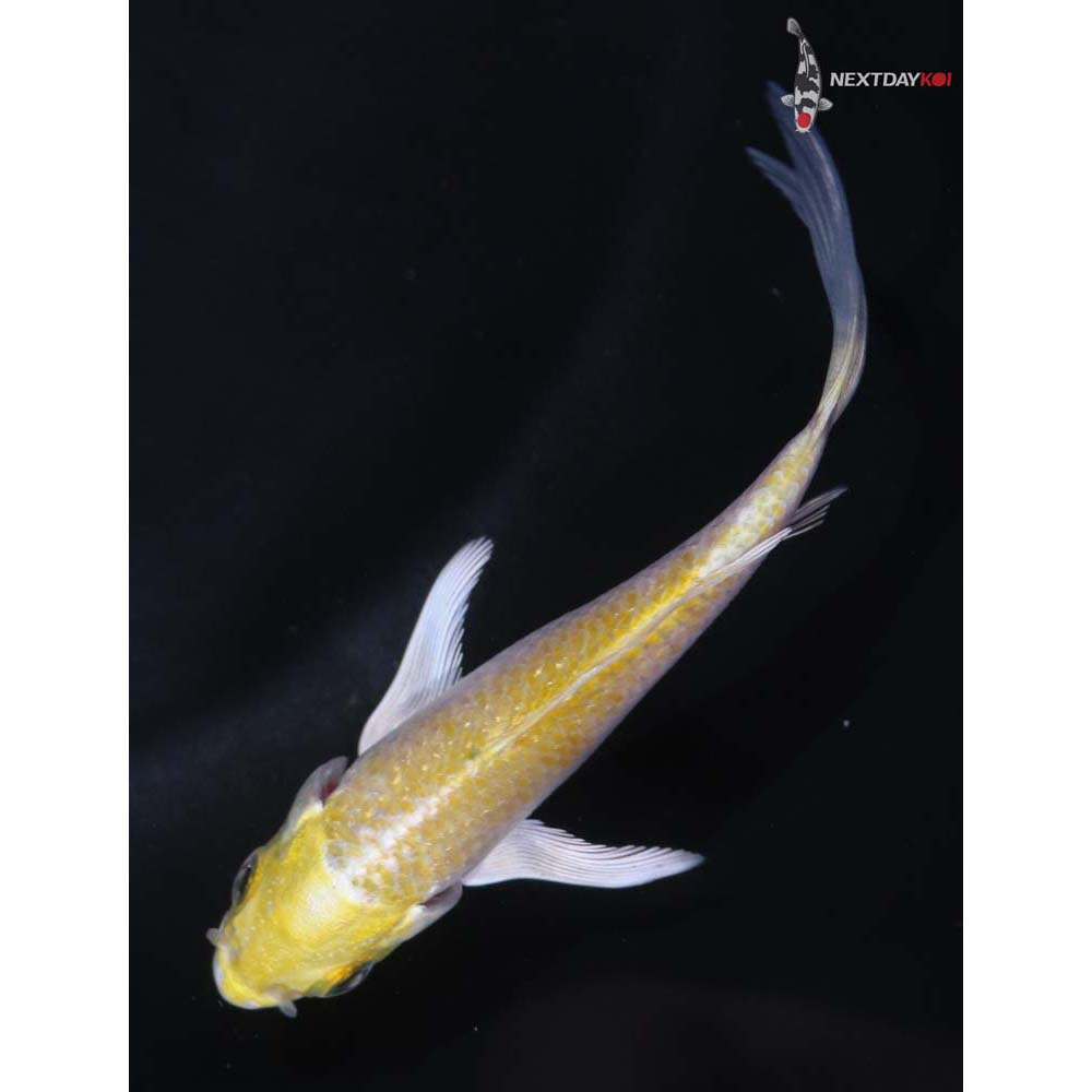 3.5” Imported Lemon Hariwake Butterfly Koi