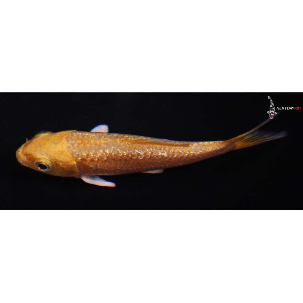 3” Imported Gin Rin Orenji Ogon