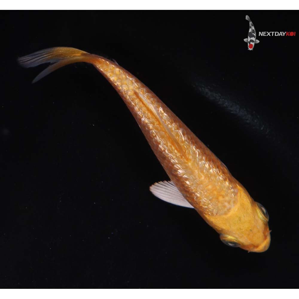 3” Imported Gin Rin Orenji Ogon