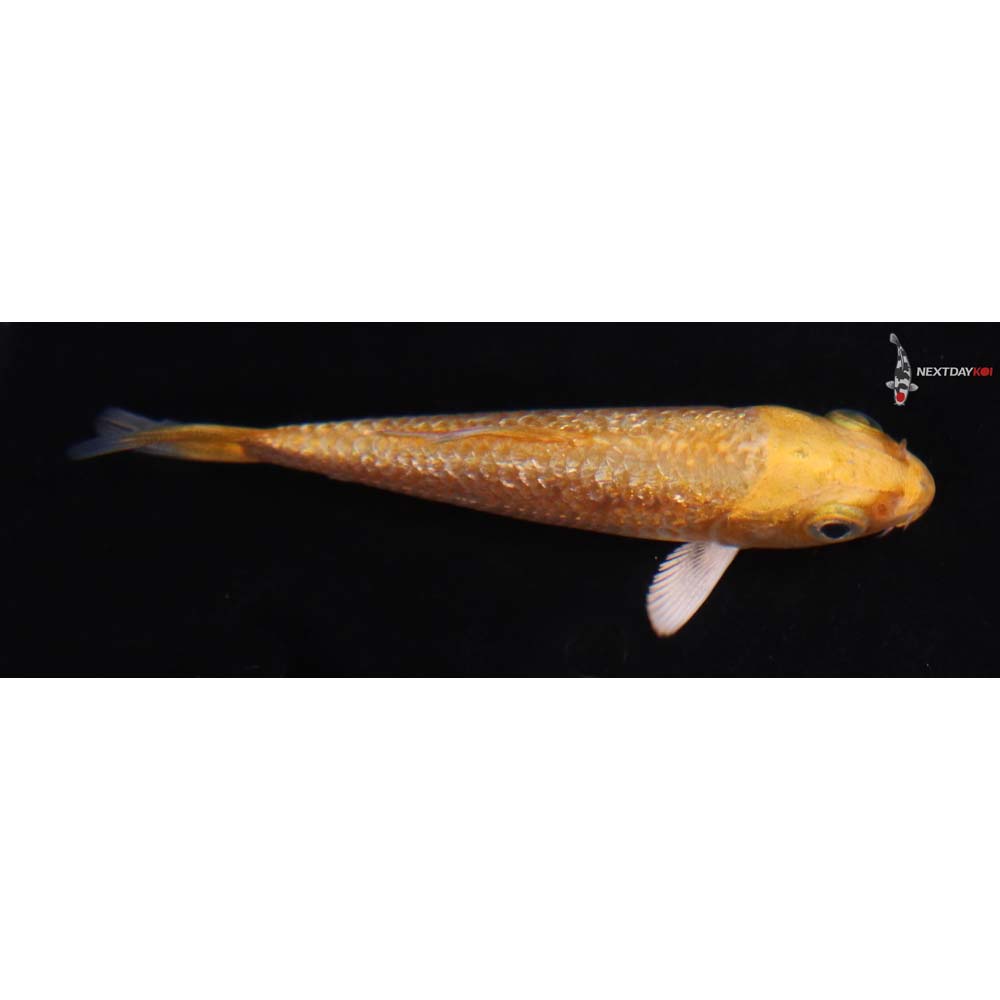 3” Imported Gin Rin Orenji Ogon