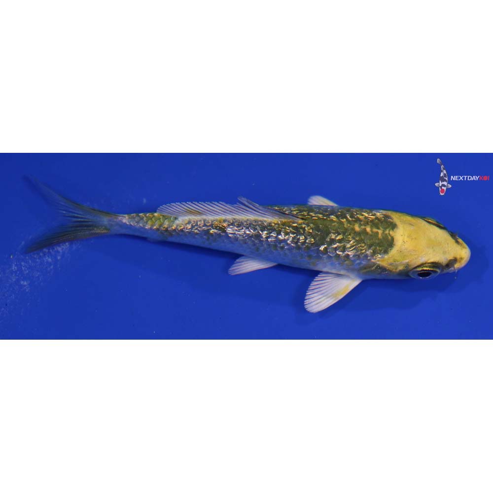 3.5” Imported Gin Rin Kujaku