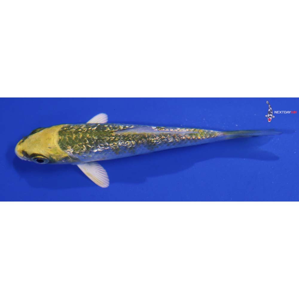 3.5” Imported Gin Rin Kujaku