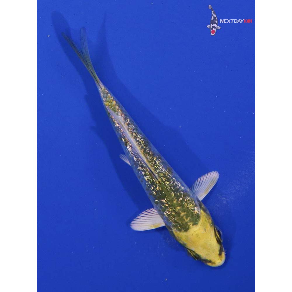 3.5” Imported Gin Rin Kujaku