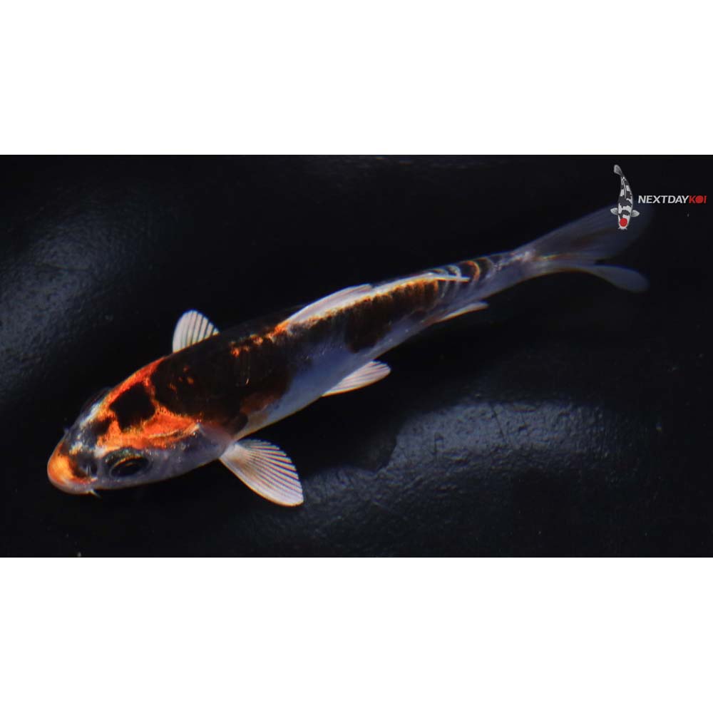 3.5” Imported Doitsu Kujaku