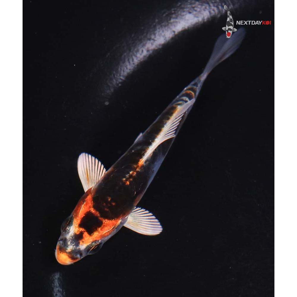 3.5” Imported Doitsu Kujaku