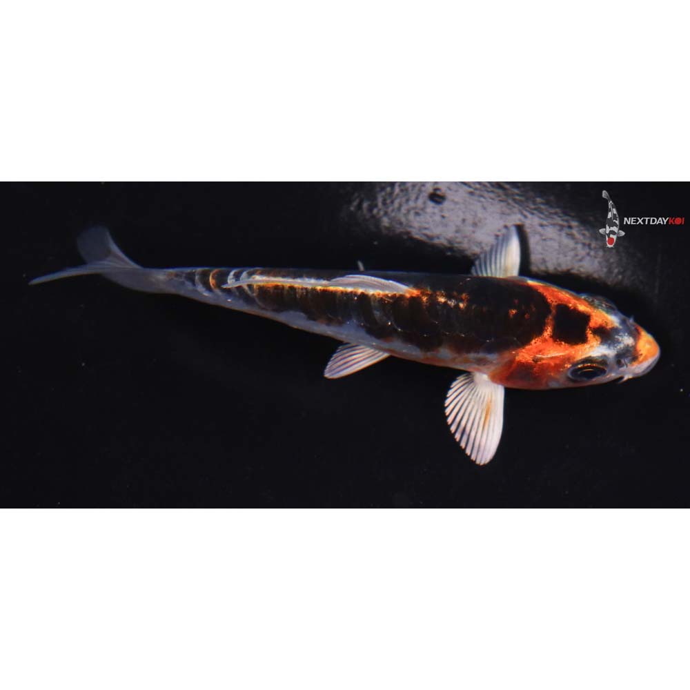 3.5” Imported Doitsu Kujaku