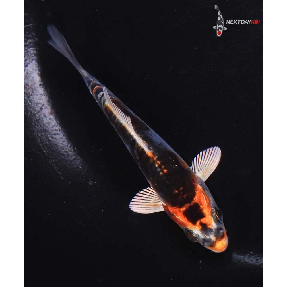 3.5” Imported Doitsu Kujaku