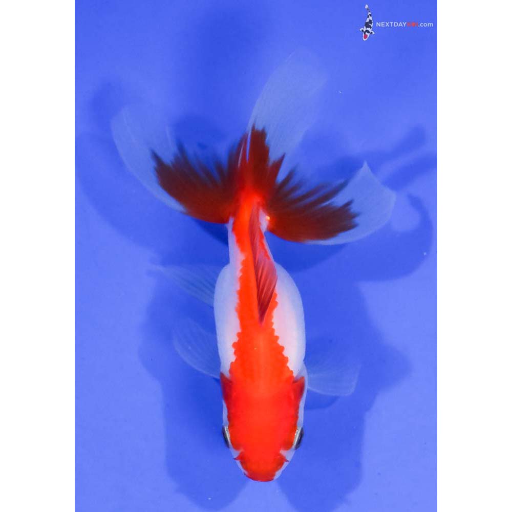 3.5” Imported Red and White Oranda