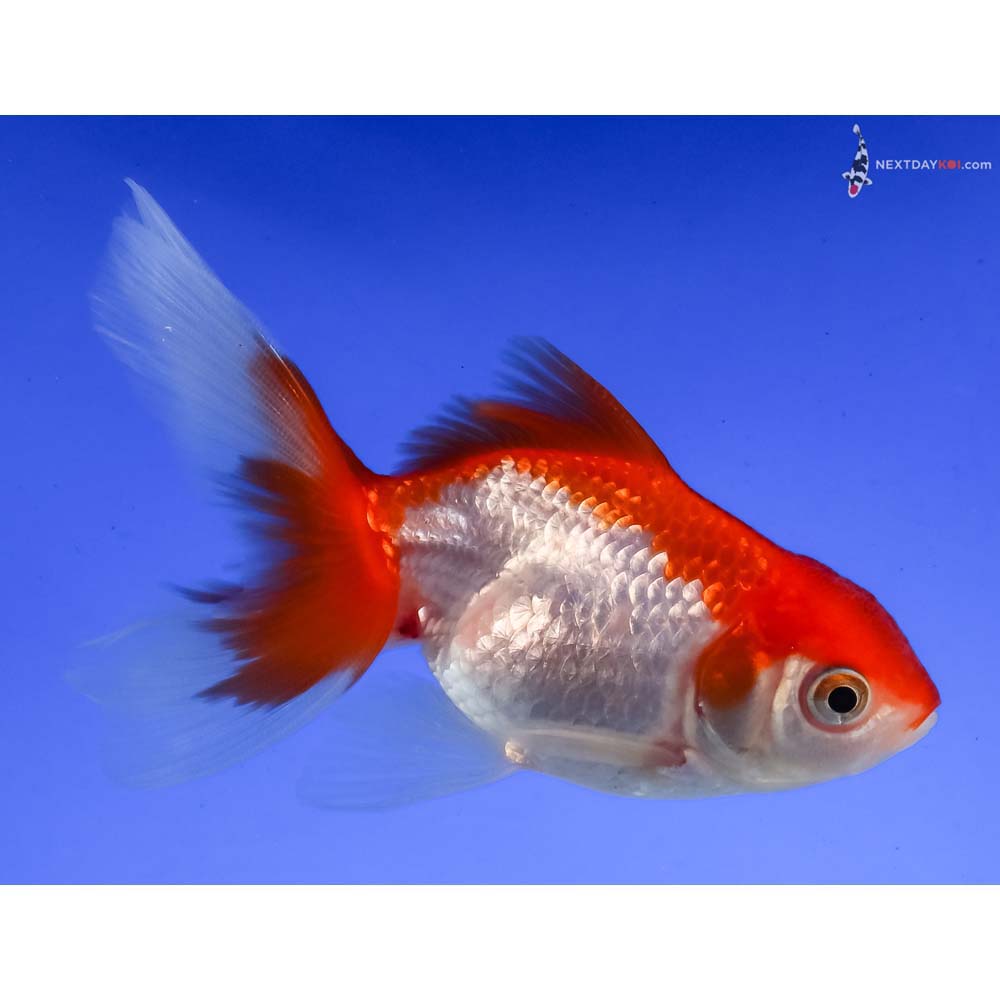 3.5” Imported Red and White Oranda