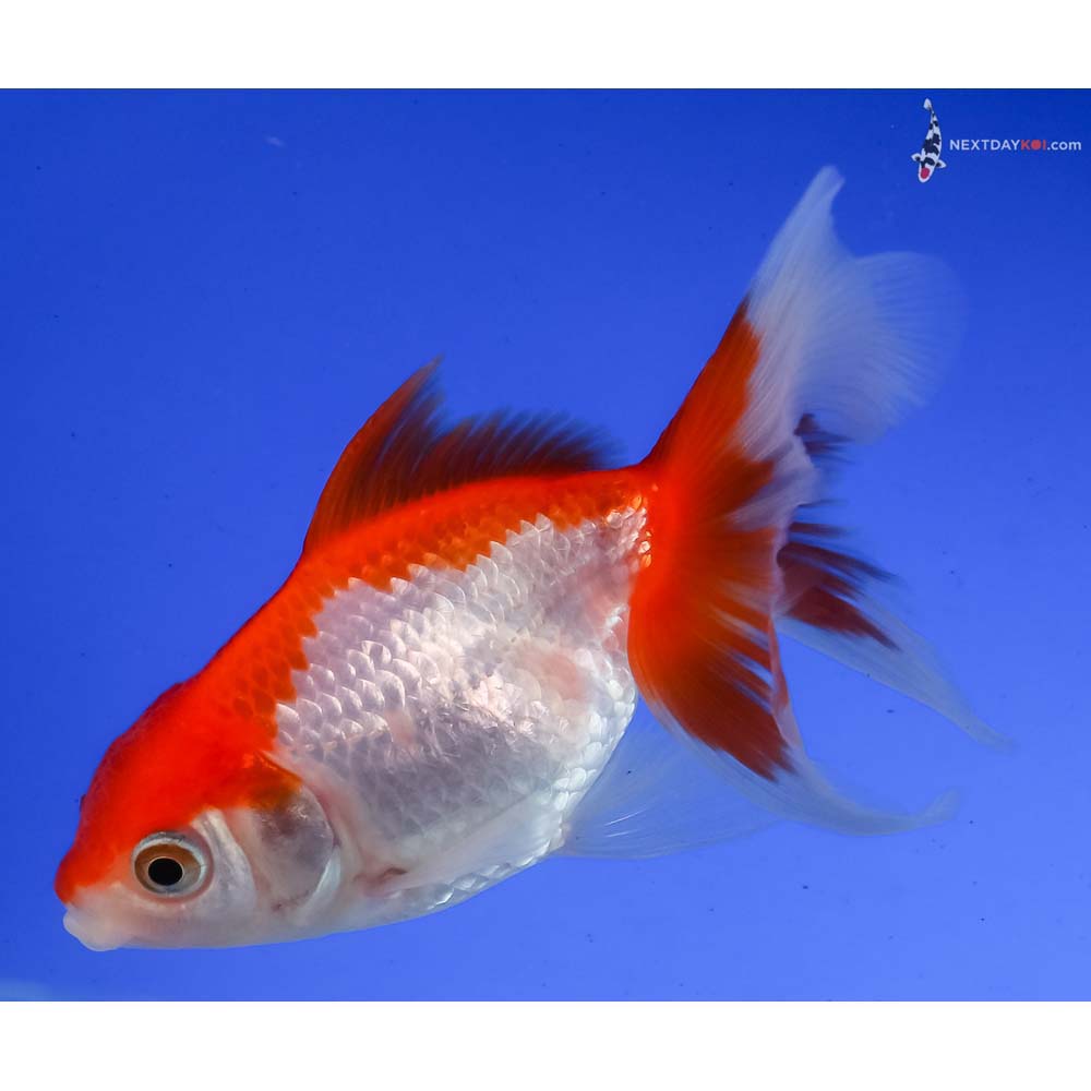 3.5” Imported Red and White Oranda