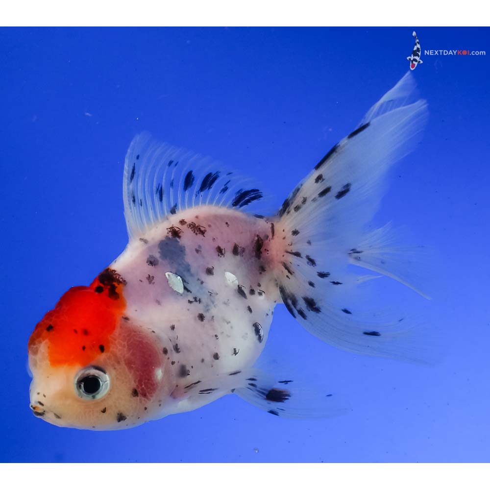 4” Imported Calico Oranda