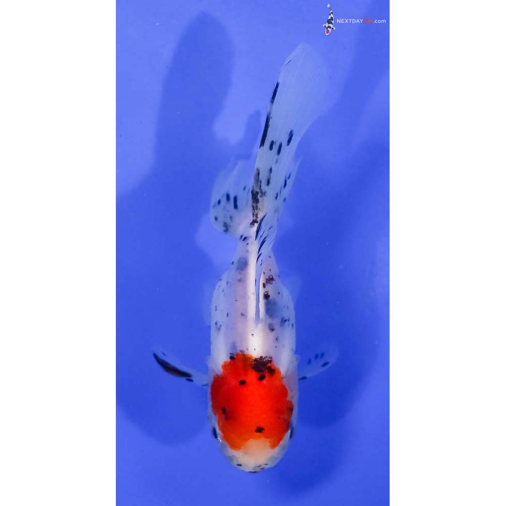 4” Imported Calico Oranda