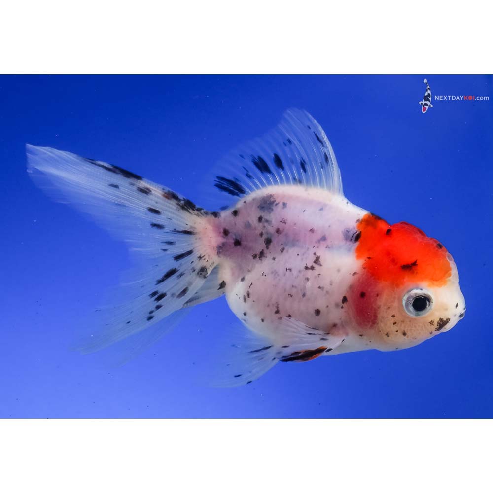 4” Imported Calico Oranda