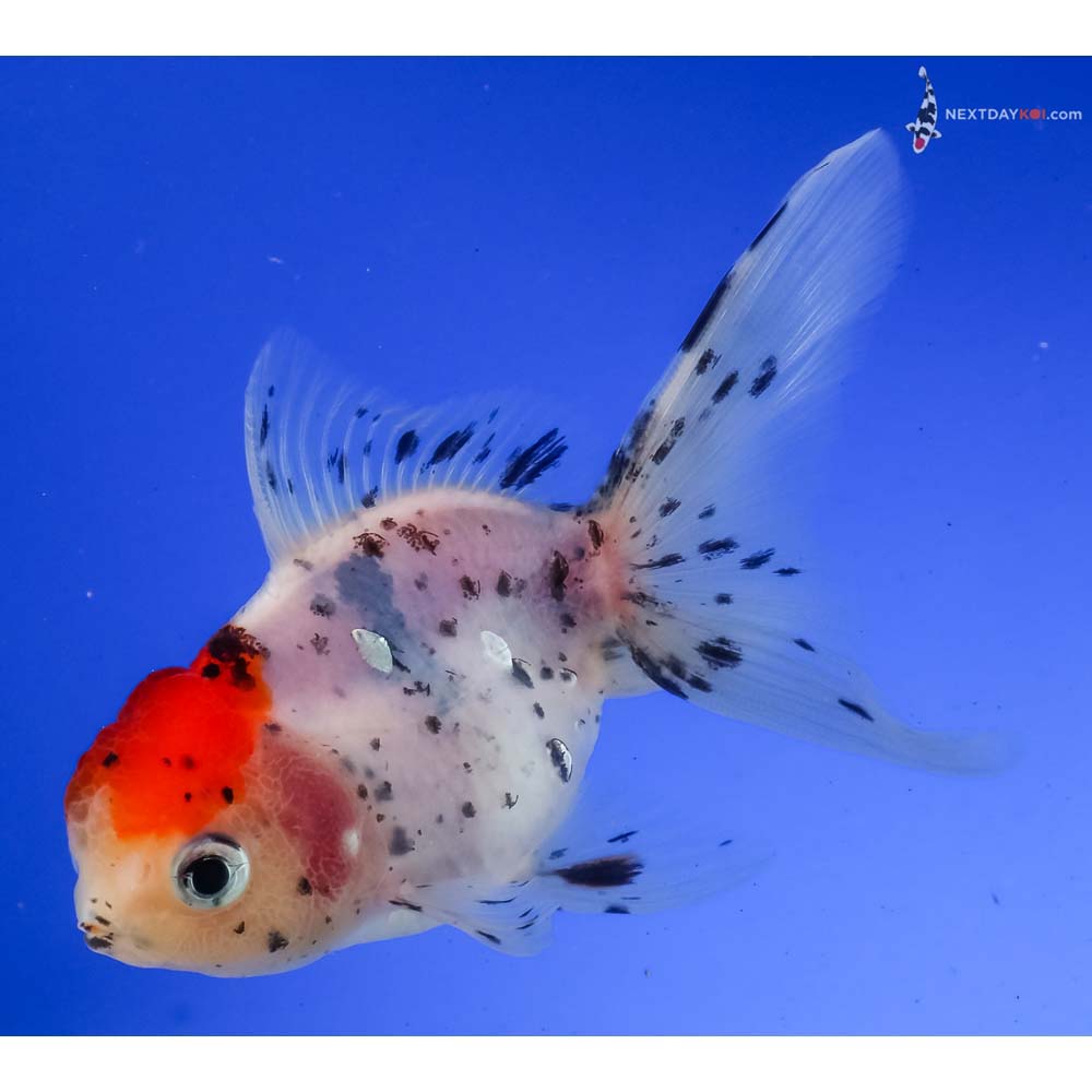 4” Imported Calico Oranda