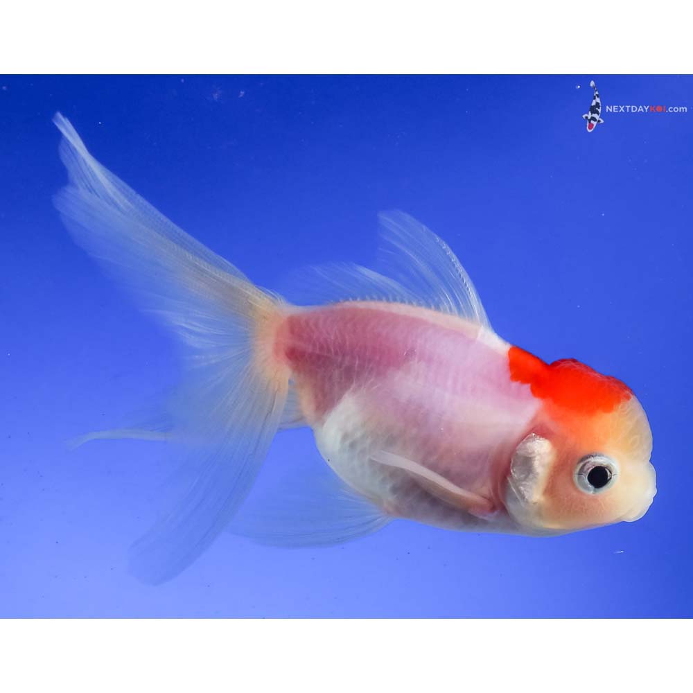4” Imported Red and White Oranda