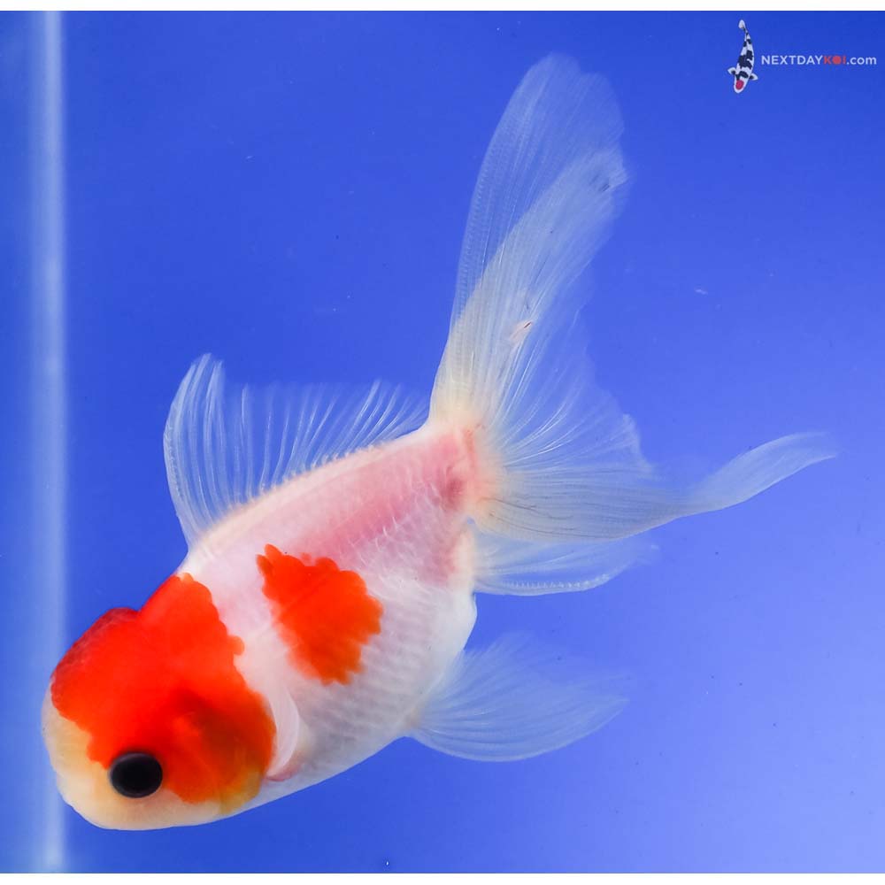 4” Imported Red and White Oranda