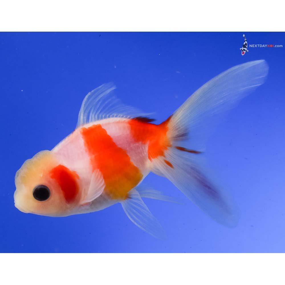 4” Imported Red and White Oranda