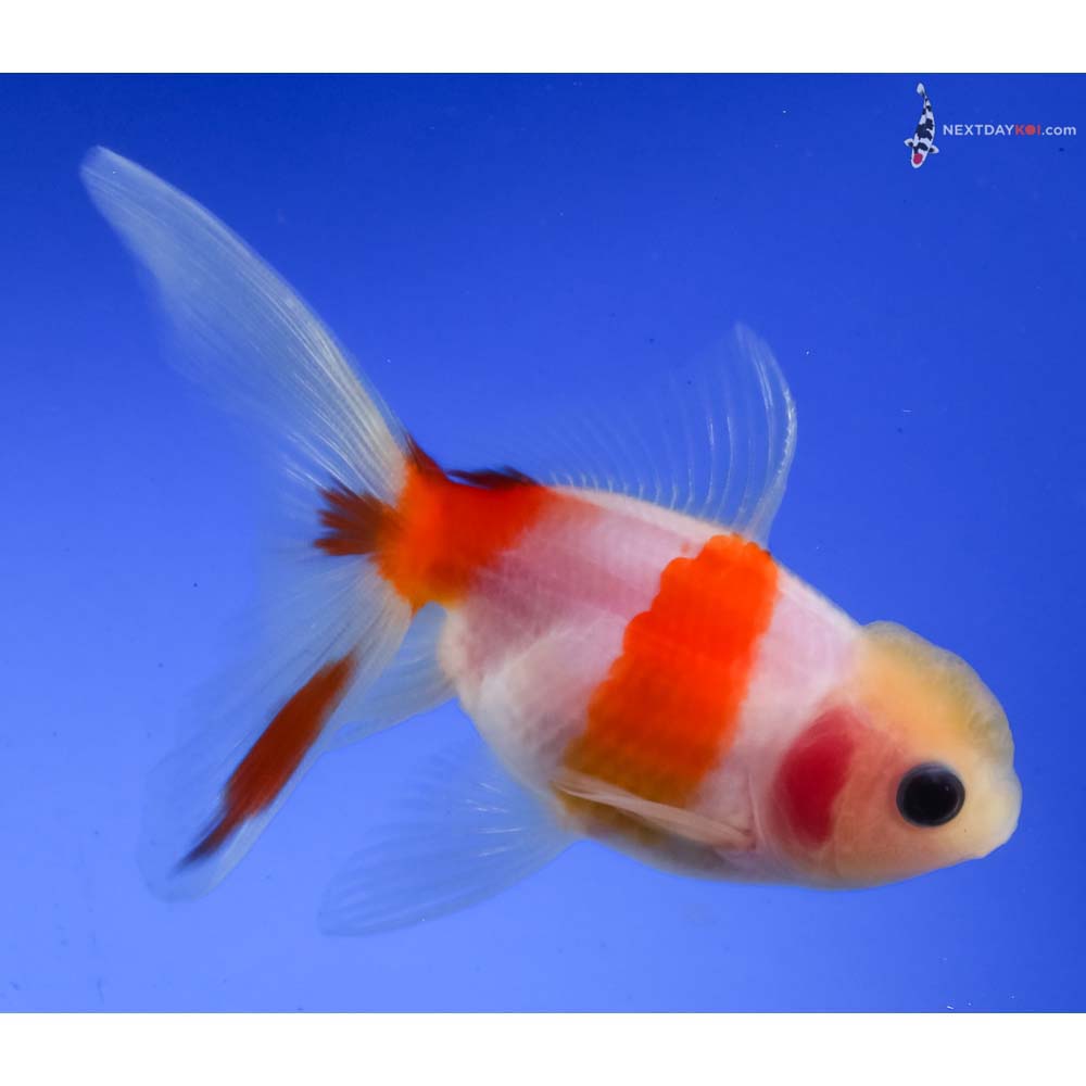 4” Imported Red and White Oranda