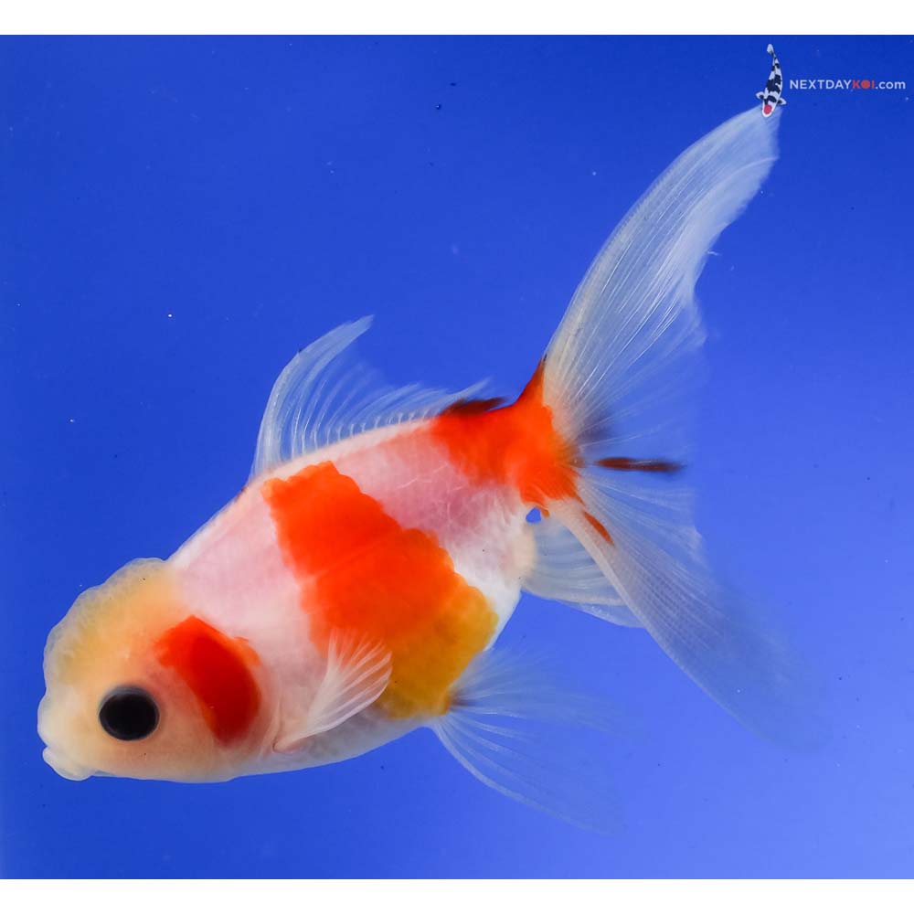 4” Imported Red and White Oranda