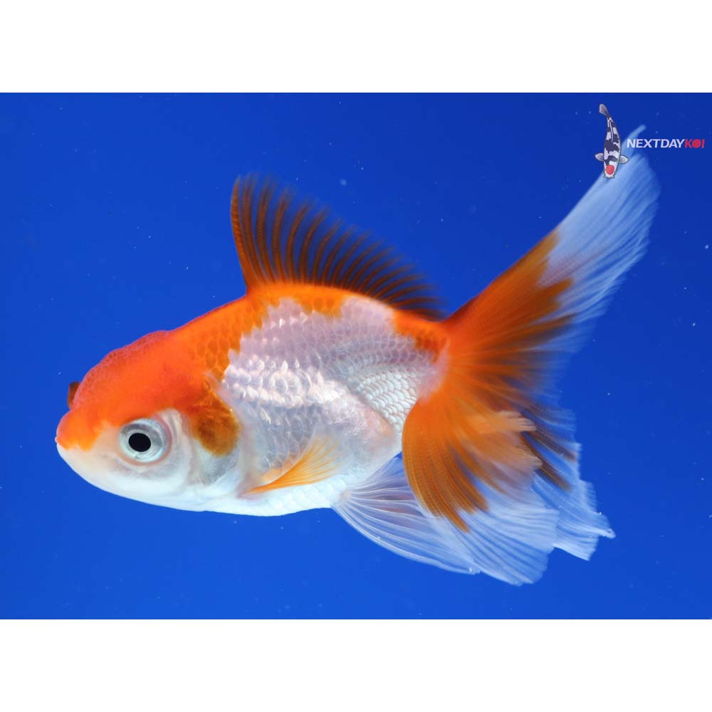 3” Imported Red and White Oranda
