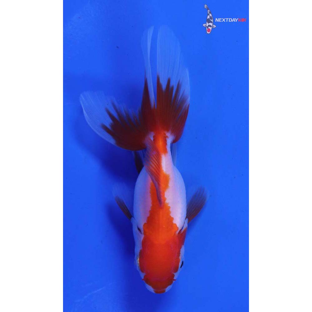 3” Imported Red and White Oranda
