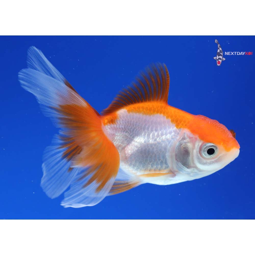 3” Imported Red and White Oranda