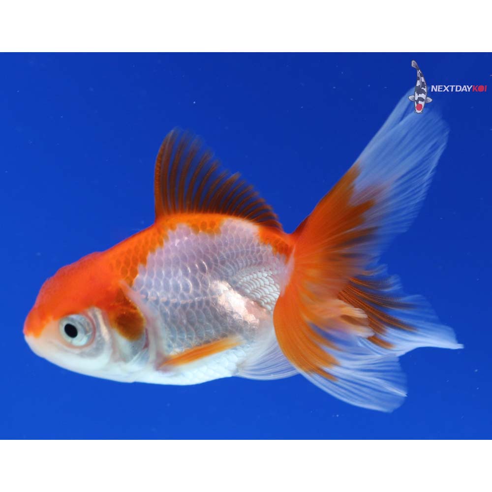 3” Imported Red and White Oranda