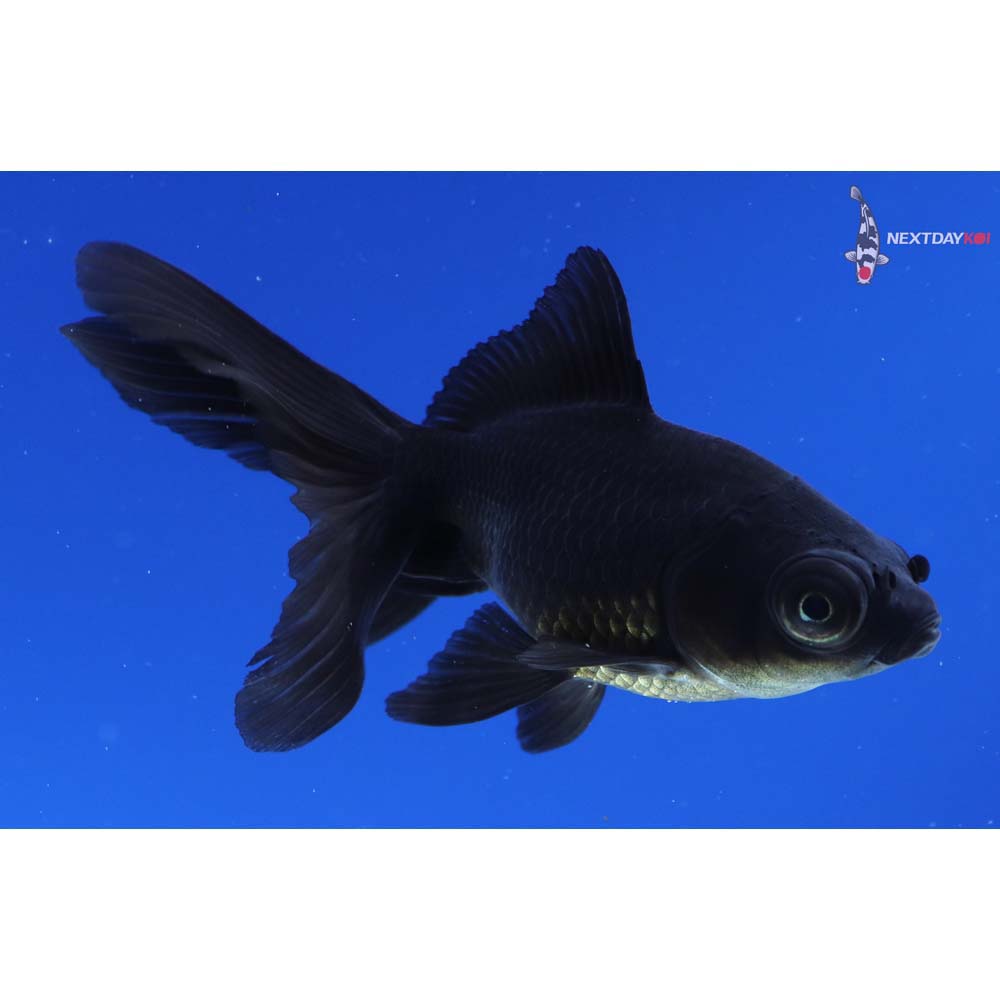 3” Imported Black Telescope Fantail