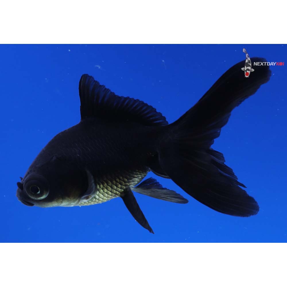 3” Imported Black Telescope Fantail