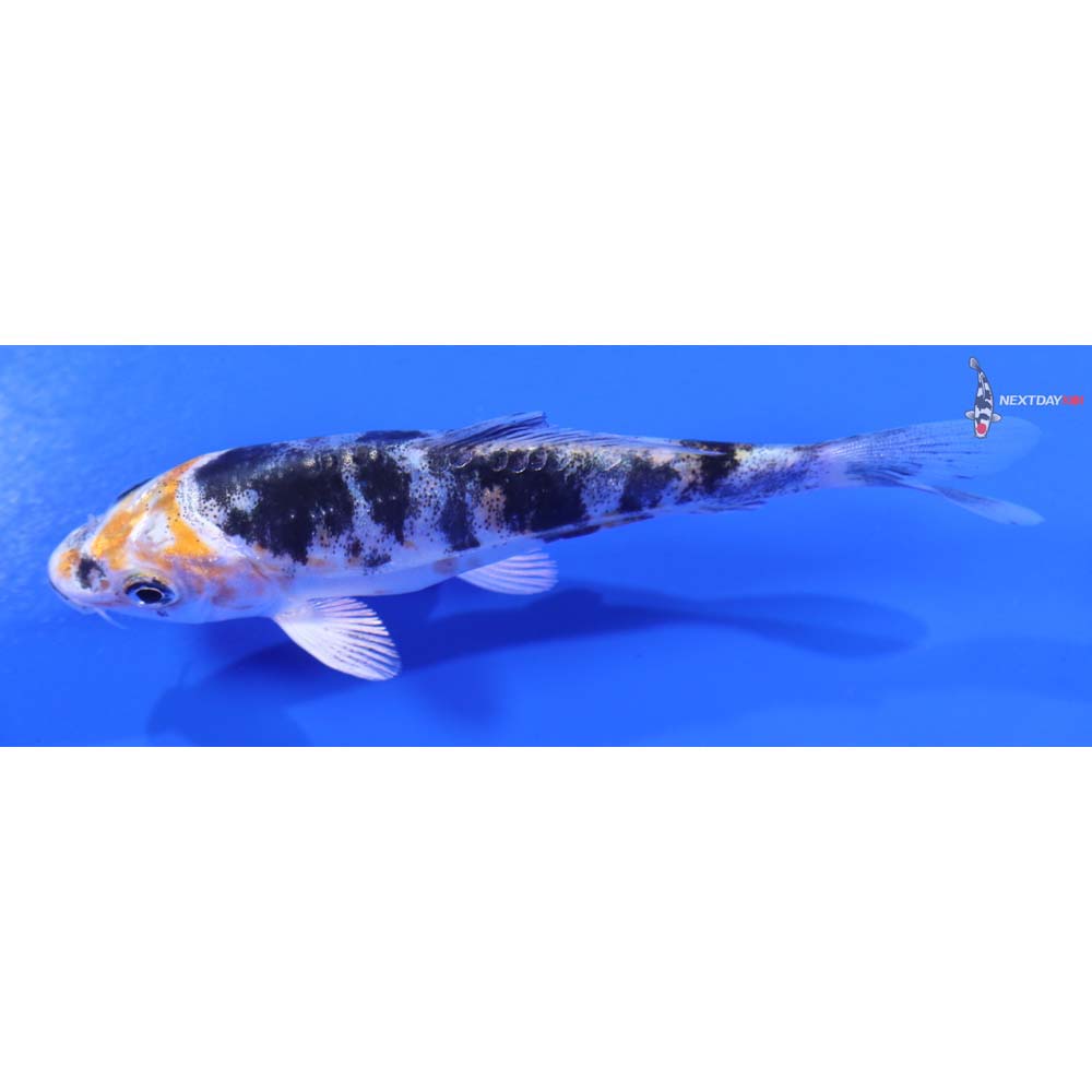 4” Imported Heisei Nishiki