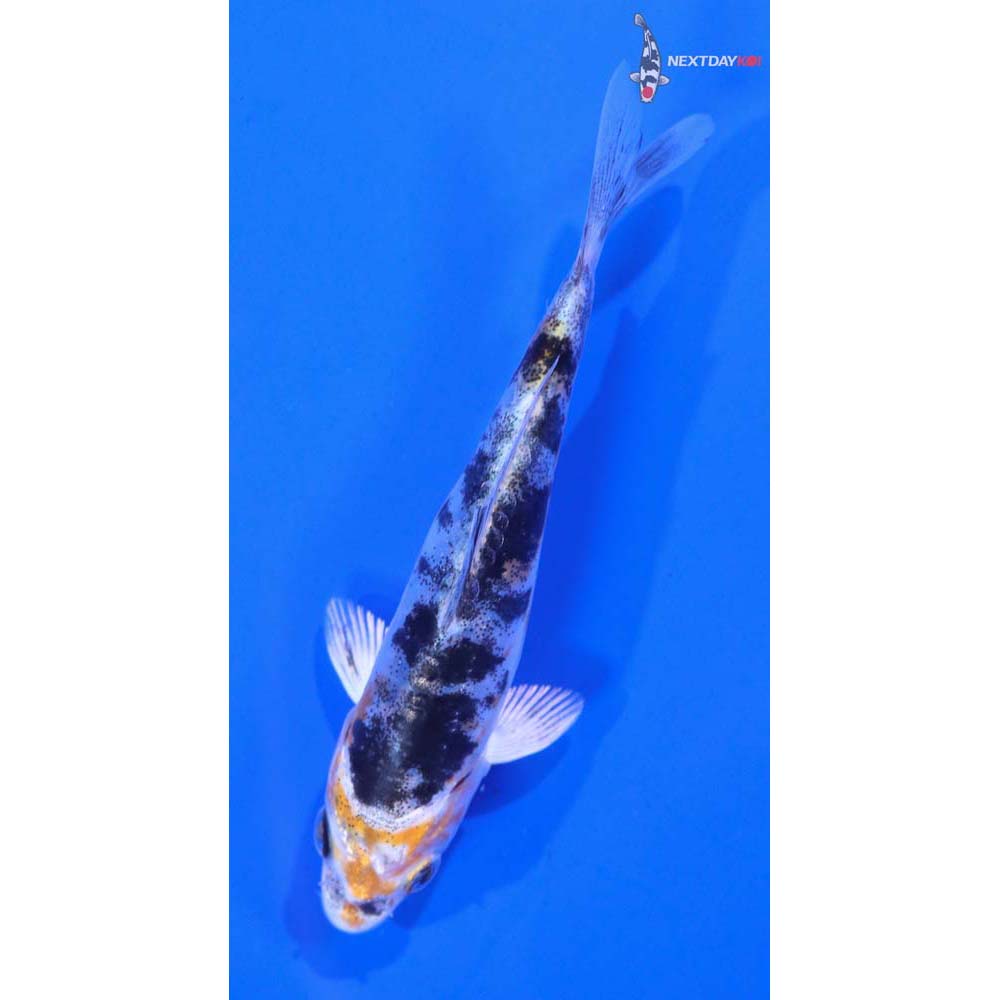 4” Imported Heisei Nishiki