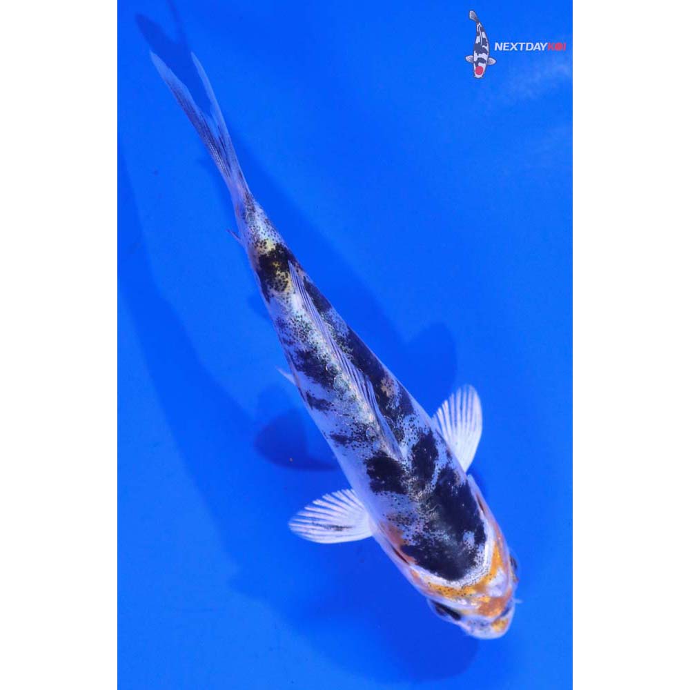 4” Imported Heisei Nishiki