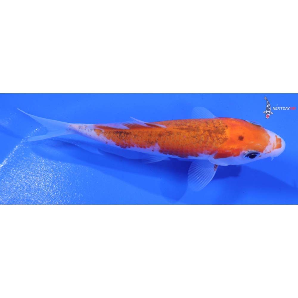 4” Imported Goromo