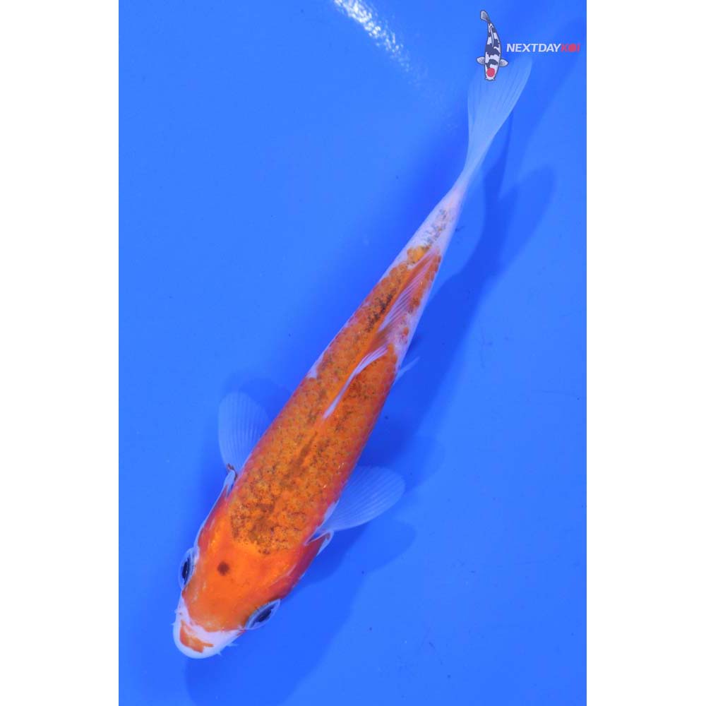 4” Imported Goromo