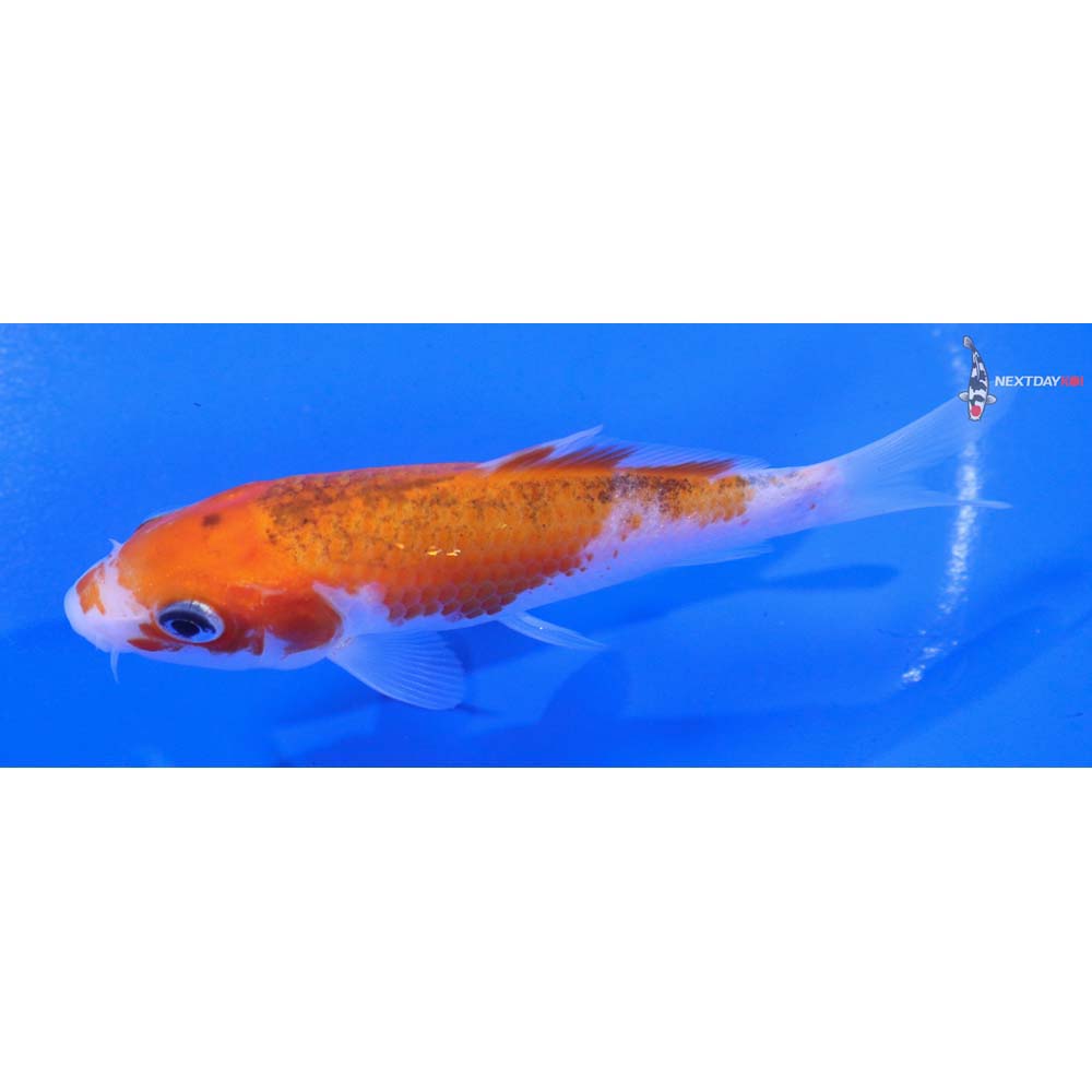 4” Imported Goromo