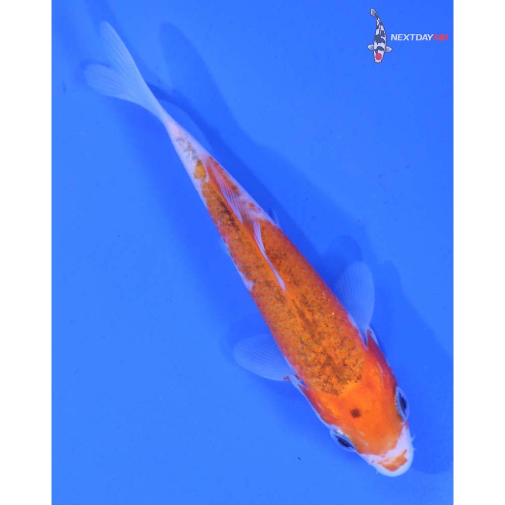 4” Imported Goromo