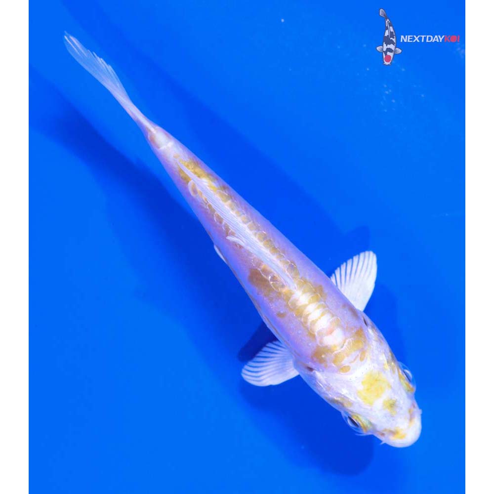 4” Imported Doitsu Lemon Hariwake