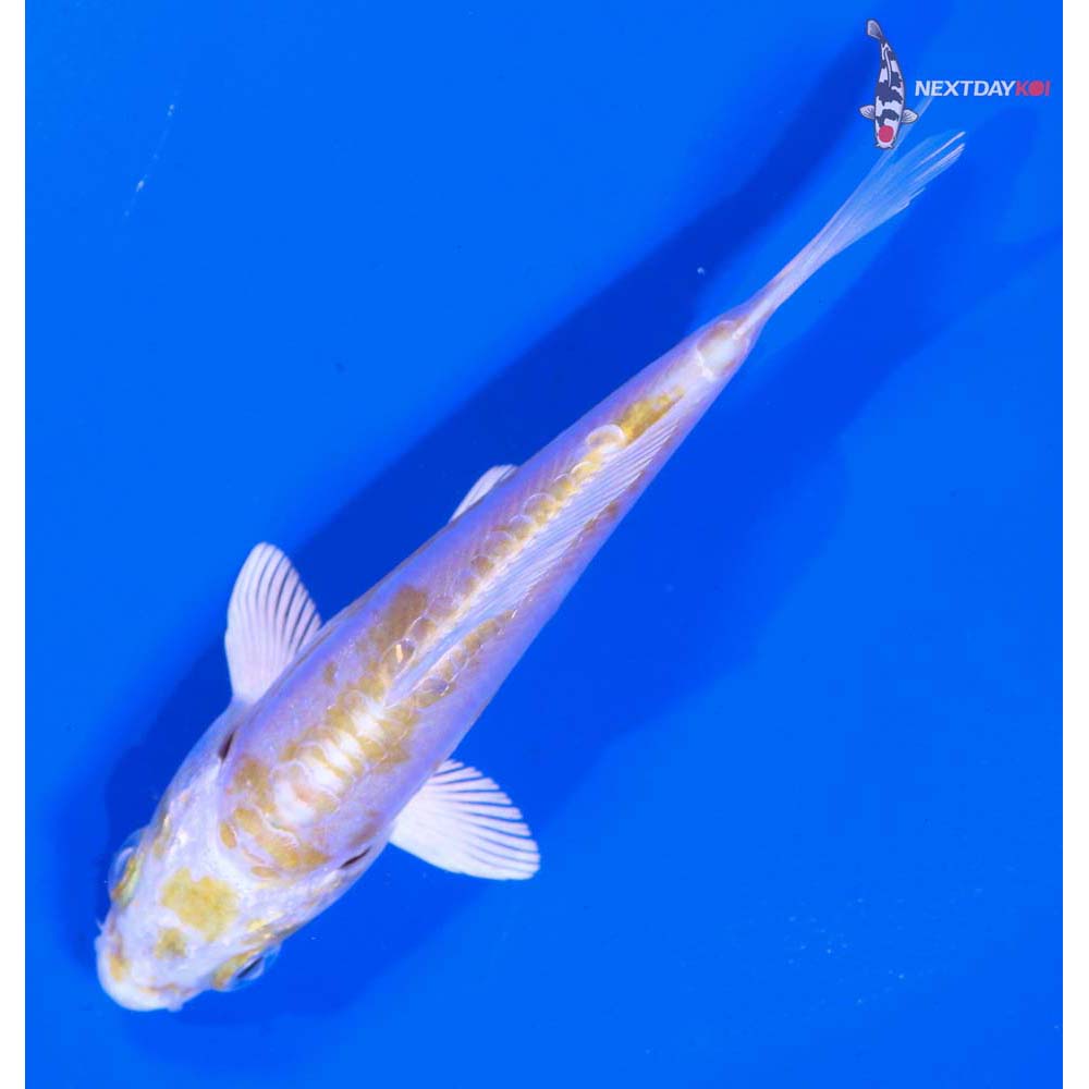 4” Imported Doitsu Lemon Hariwake