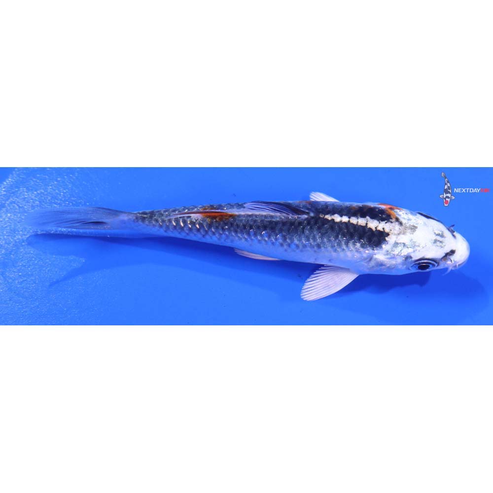 4.5” Imported Kujaku