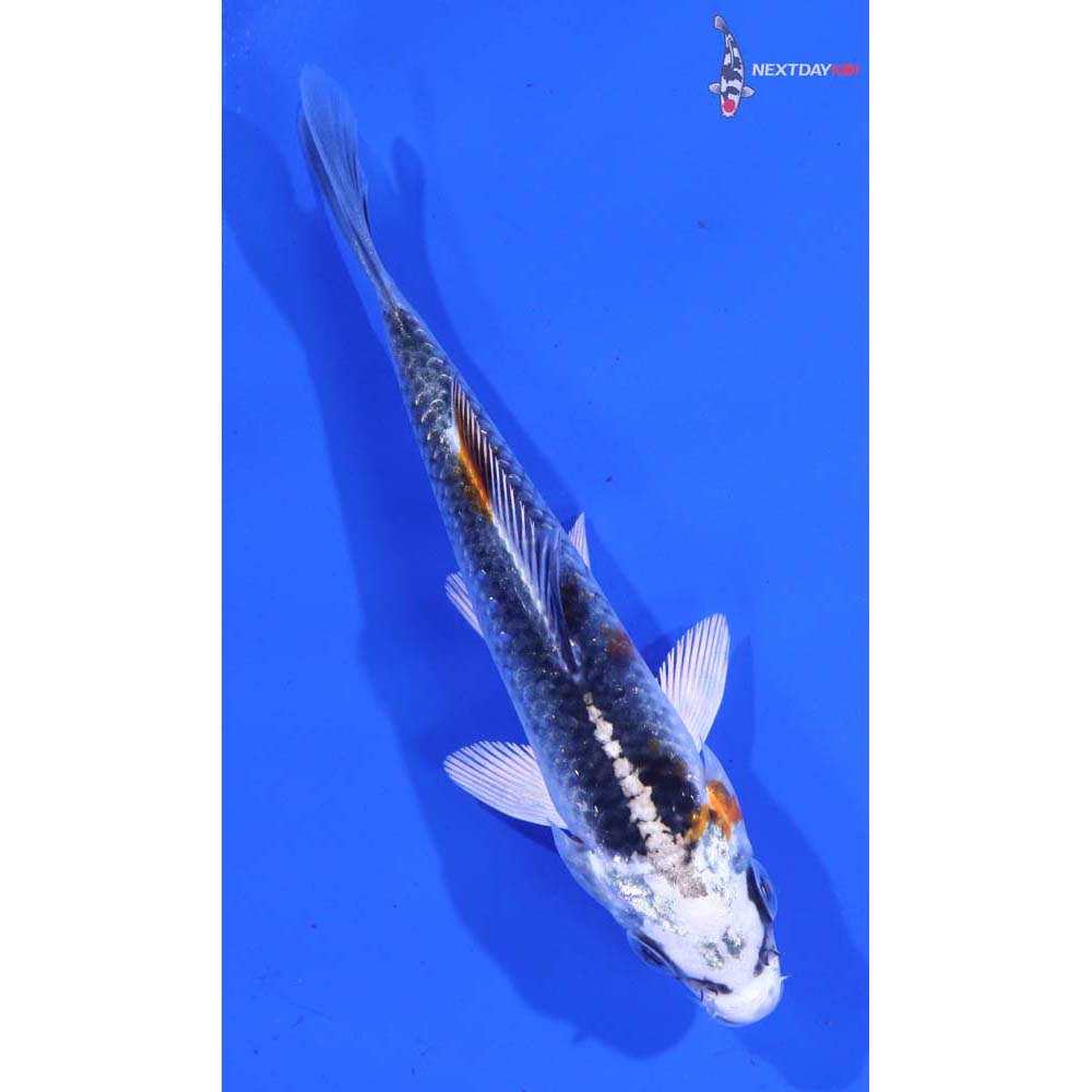 4.5” Imported Kujaku