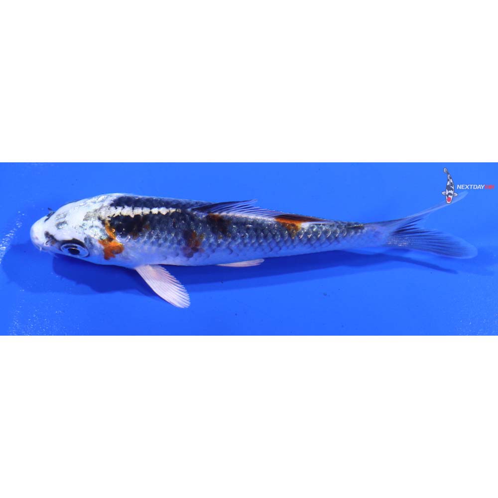 4.5” Imported Kujaku