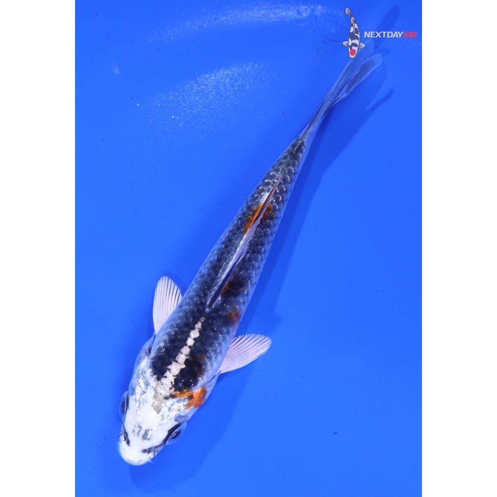 4.5” Imported Kujaku