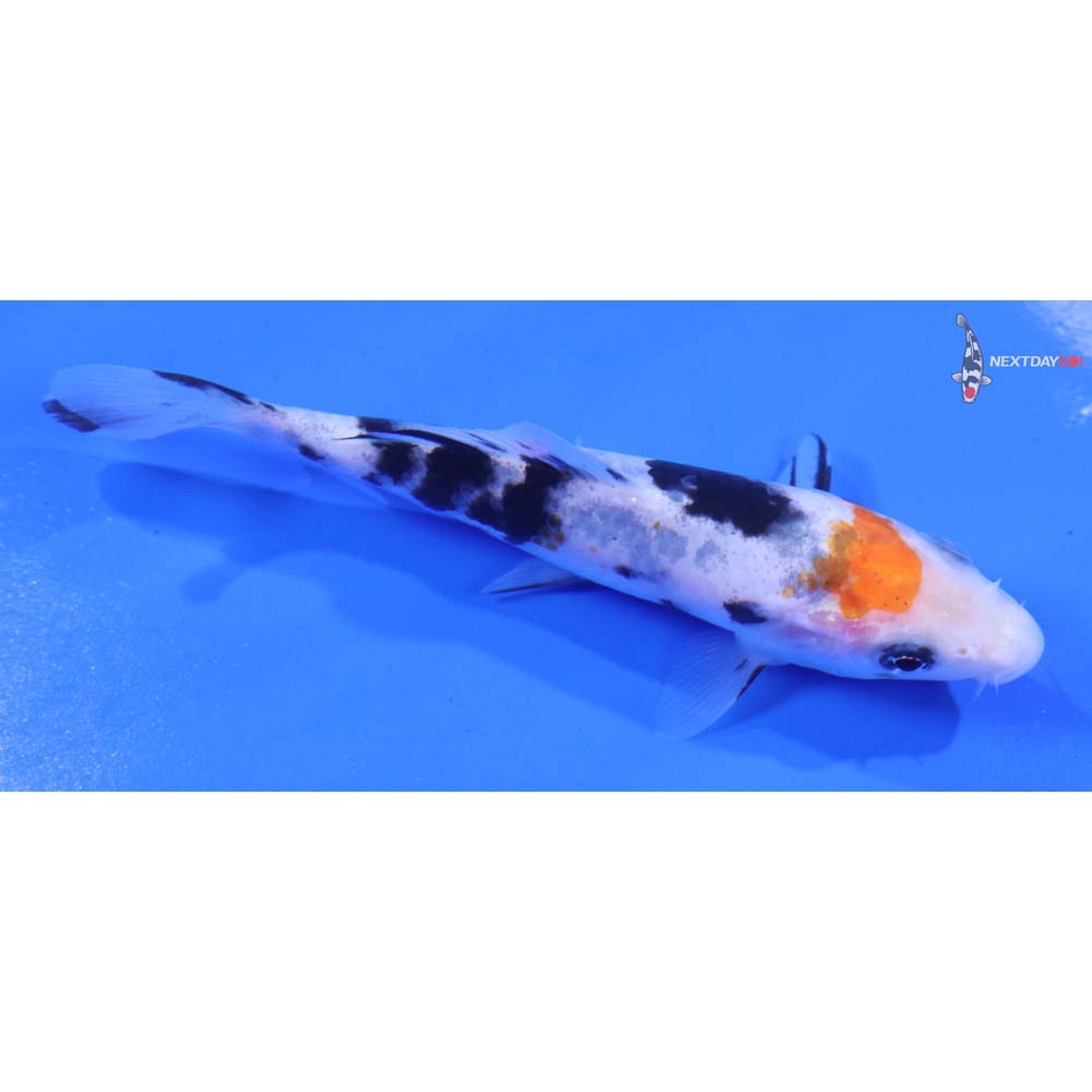 4.5” Imported Sanke