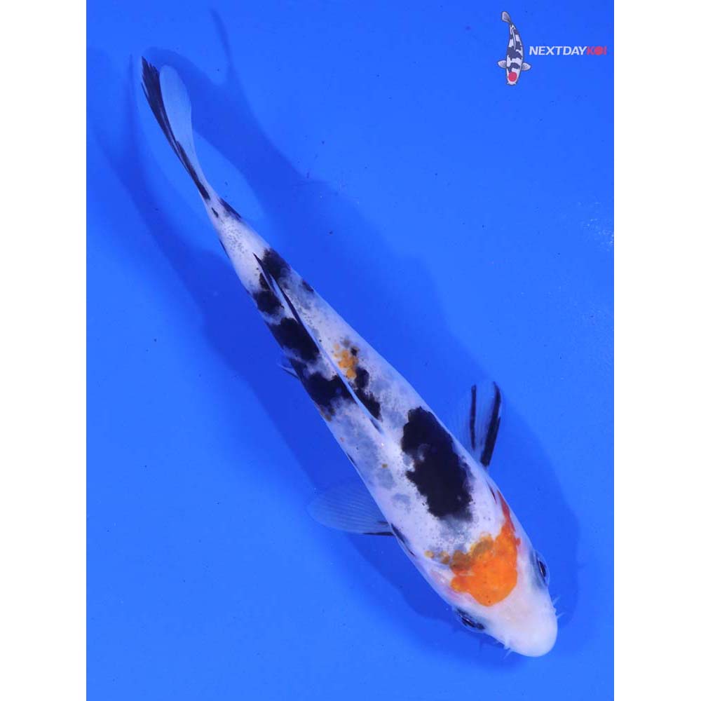 4.5” Imported Sanke