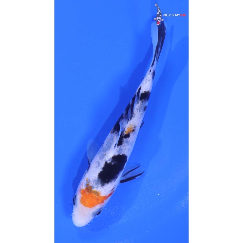 4.5” Imported Sanke