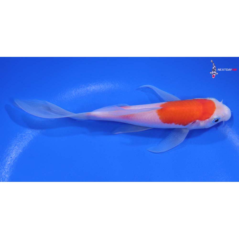 5” Imported Kohaku Butterfly Koi