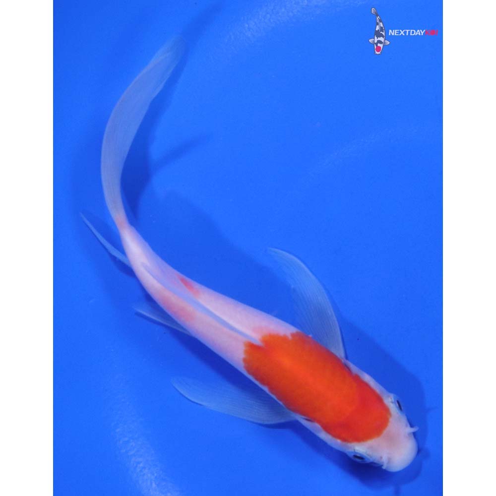 5” Imported Kohaku Butterfly Koi