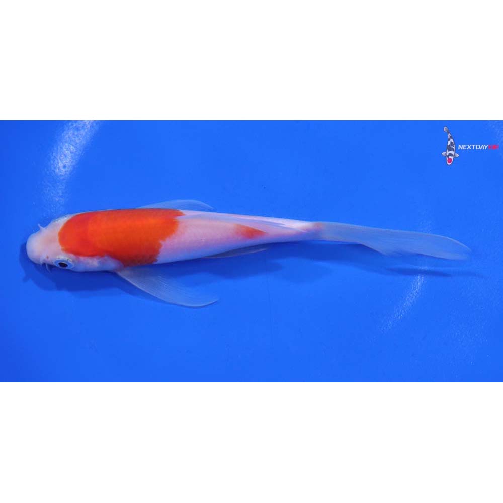 5” Imported Kohaku Butterfly Koi
